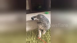Newsflare Edit - Pegged the cat