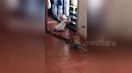 Puppy finds way to be reunited with baby - by breaking into house