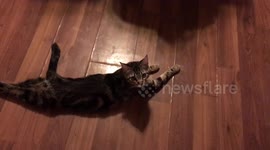 Kitty Chilaxing