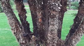 Ecureuil / Chance meeting with a red squirrel in Toulouse