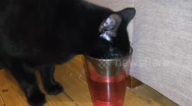 Cat Loves Ribena