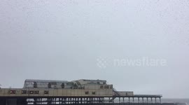 Mesmerising starling murmuration in Aberystwyth