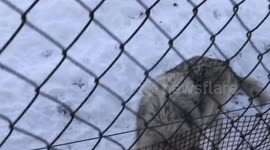 Wolves growling at each other in enclosure in Quebec, Canada