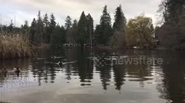 Ducks swimming in Aurora pond in Washington