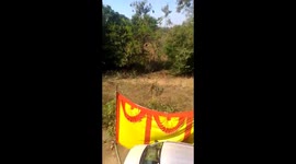 Guests flee to roof-top after tiger enters wedding venue