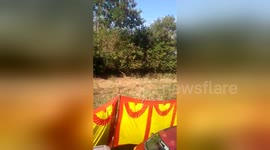 Newsflare Edit - Guests flee to roof-top after tiger enters wedding venue