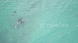 Orca family feed baby with stingray