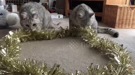 Cat brothers playing with tinsel