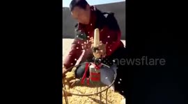 Farmer shucks corn using electric drill
