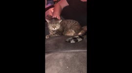 Suzie had her leg amputated but she still thinks she can use it to scratch her ear OMG she is too sweet