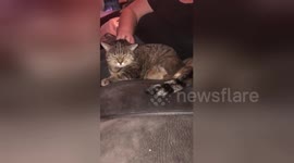 Amputee cat tries to scratch ear with missing leg