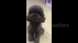 Listen to this poodle saying the Chinese word for 'love'