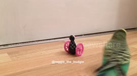 Reggie the Budgie loves his penguin girlfriend
