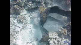Moray eels engage in nasty fight off Egyptian coast