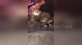Amputee cat tries to scratch ear with missing leg