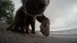 Bear cub films selfie video