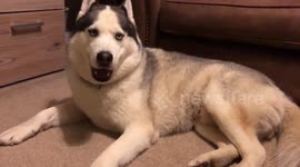 The dog is arguing with me!