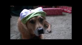 Dog not happy about Christmas (video)
