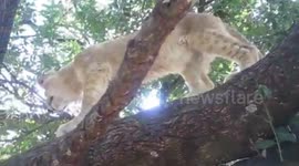Lion cub is a climber