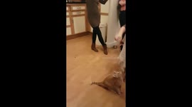 My cat fetches sticks like a dog