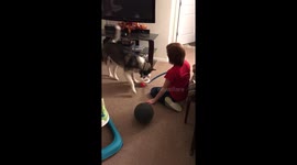 Husky attacks children’s toy