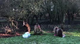Three bears open Christmas presents at Whipsnade Zoo