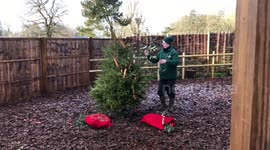 Reindeer attacks a Christmas Tree