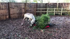 Reindeer uses Christmas tree to itch a scratch