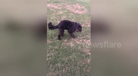 Happy rescue dog loves freestyle dancing