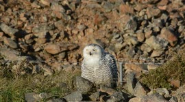 Rare snowy owl spotted in Cornwall