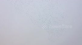 Starling murmuration in Aberystwyth