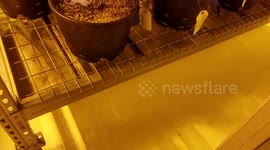 Taking a tour of a Marijuana processing plant in Colorado