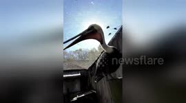 Newsflare Edit - Pelican Selfie Goes Wrong