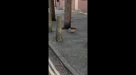 Squirrel bites off more than he can chew after robbing the local bakery in Peckham