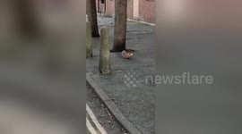 Newsflare Edit - Squirrel bites off more than he can chew after robbing the local bakery in Peckham
