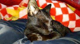 Cats looking for warmth in the thighs to sleep