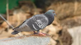 a cute indian dove bird video