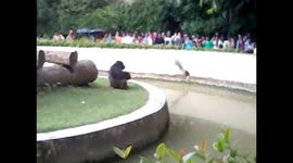 a gorila playing with the audience at a zoo
