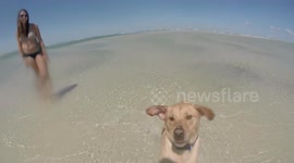 Rescue yellow lab's first time at the beach