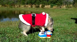Adorable Pig plays Guitar in Santa Suit!