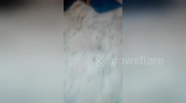 Newsflare Edit - Baby owl hitches a ride