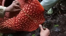 The world's largest flower Rafflesia blooms in West Sumatra