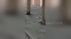 Squirrel bites off more than he can chew after robbing Peckham bakery