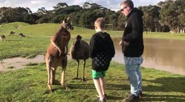Kangaroo punches boy in the face in wildlife park