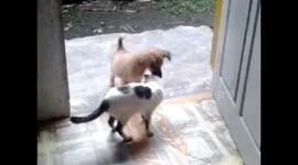 Cats and Dogs Inspire Me