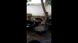 Dog splashing around in plant pots