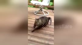 Newsflare Edit - Devil Cat