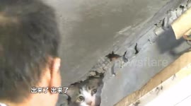 Woman tears down wall to free trapped cat