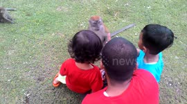 monkeys stolen a kids botle that he want to drink. but kids still want to give a peanut to the monkeys