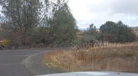 Massive group of wild turkey in campground
